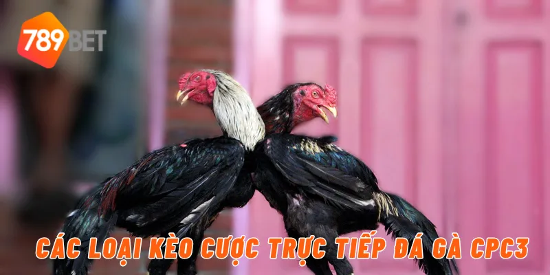 Các loại kèo cược trực tiếp đá gà CPC3
