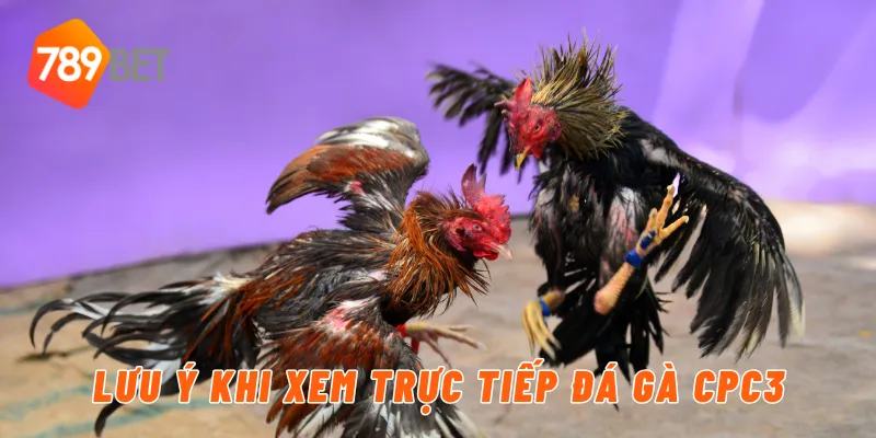 Lưu ý khi xem trực tiếp đá gà CPC3