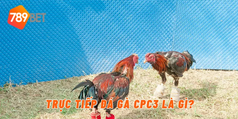 Trực tiếp đá gà CPC3 là gì?