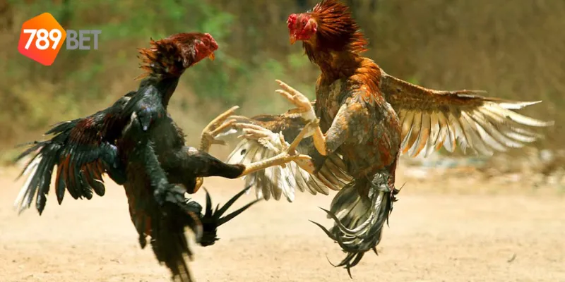 Chiến thuật hay cho đá gà chiến thuật