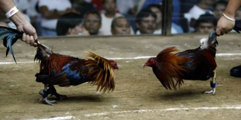 Lưu ý khi chơi đá gà cần nắm