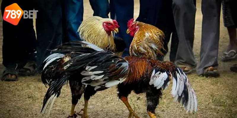 Lựa chọn gà phù hợp trong đá gà chiến thuật