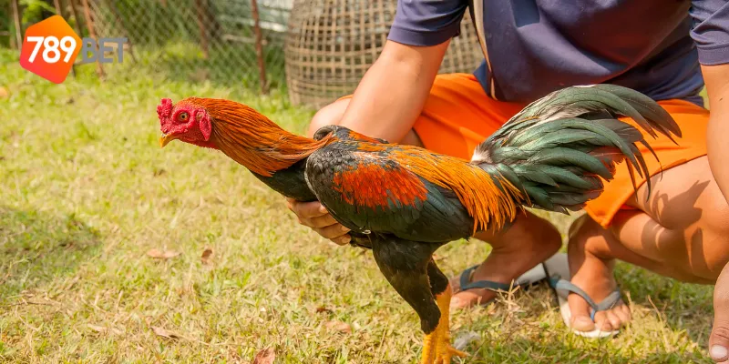 Cách chọn chiến kê để thi đấu gà chọi