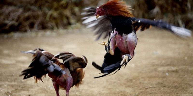 Người chơi có cơ hội trải nghiệm trực tiếp